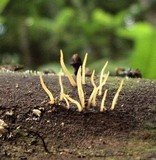 Calocera cornea image