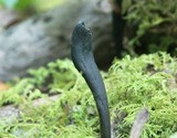Geoglossum difforme image