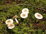 Tricholoma pardinum image