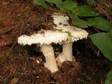 Amanita smithiana image