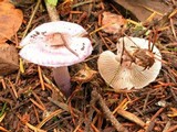 Inocybe lilacina image