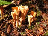 Clavariadelphus truncatus image