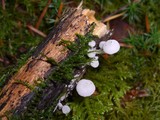 Hemimycena tortuosa image