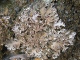 Peltigera rufescens image