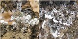 Peltigera rufescens image