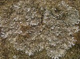 Peltigera ponojensis image