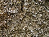 Peltigera ponojensis image