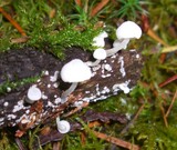 Hemimycena tortuosa image