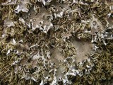 Peltigera ponojensis image