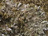 Peltigera ponojensis image