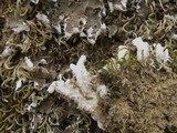 Peltigera ponojensis image