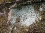 Lepraria lobificans image