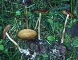 Agrocybe arvalis image
