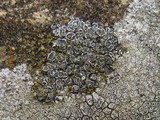 Aspicilia contorta image