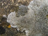 Aspicilia contorta image