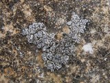 Aspicilia contorta image