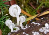 Hemimycena tortuosa image