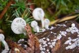 Hemimycena tortuosa image