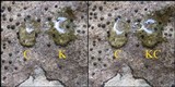 Acrocordia conoidea image