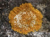 Caloplaca flavescens image