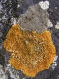 Caloplaca flavescens image