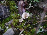 Arrhenia spathulata image