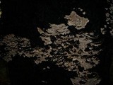 Cerrena unicolor image