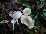 Clitocybe agrestis image