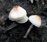 Lepiota cristata image