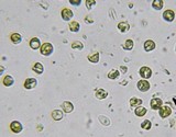 Clavulinopsis fusiformis image