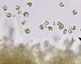 Clavulinopsis fusiformis image