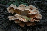 Laetiporus cincinnatus image