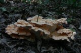 Laetiporus cincinnatus image