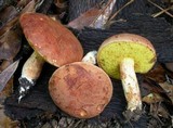 Boletus illudens image