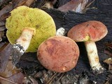 Boletus illudens image