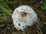 Hypomyces hyalinus image