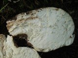 Hypomyces hyalinus image