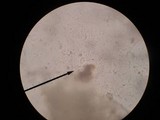 Hypomyces hyalinus image