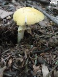 Amanita elongata image