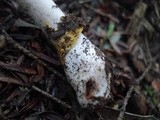 Amanita elongata image