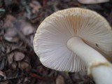 Amanita elongata image