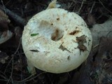 Lactarius deceptivus image