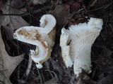 Lactarius deceptivus image