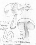Leccinum holopus image