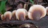 Lentinellus ursinus image