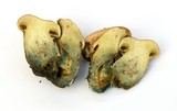 Suillus caerulescens image