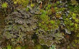 Physconia perisidiosa image