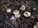 Suillus umbonatus image