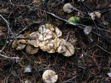 Suillus umbonatus image