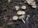 Suillus umbonatus image